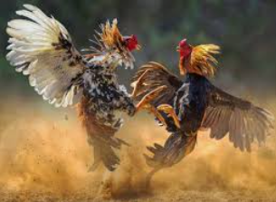 ไก่ชน 1 เล่นบอลออนไลน์ UFABET เว็บบอล เว็บแท้ คาสิโน บาคาร่า สล็อต ครบจบที่เดียว UFA19S เล่นบอลออนไลน์ UFABET คาสิโนออนไลน์ UFA19s เล่นบอลออนไลน์ UFABET เว็บบอล เว็บแท้ คาสิโน บาคาร่า สล็อต ครบจบที่เดียว UFA19S