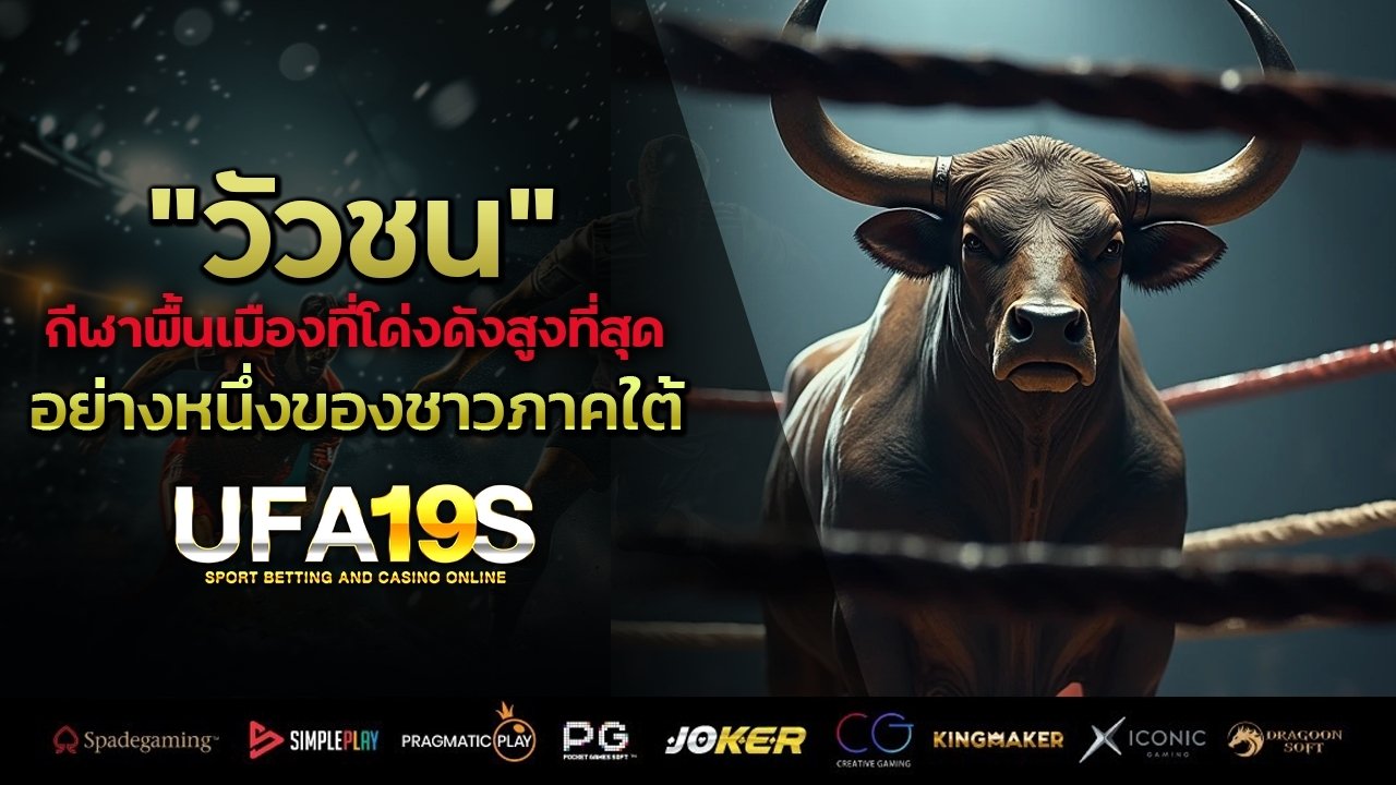 “วัวชน” กีฬาพื้นเมืองที่โด่งดังสูงที่สุดอย่างหนึ่งของชาวภาคใต้